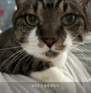 Video sticker 👀 Dol_dol