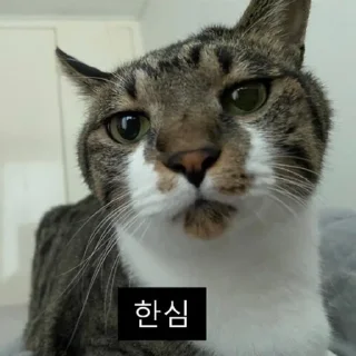 Telegram sticker 😮‍💨 Dol_dol