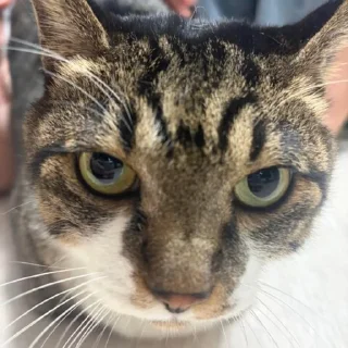 Video sticker 😐 Dol_dol