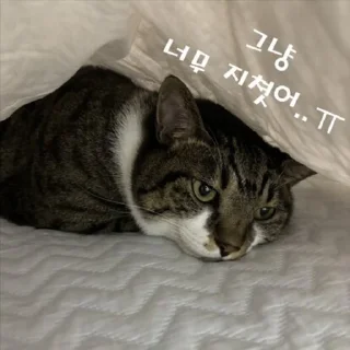 Telegram sticker 😢 Dol_dol