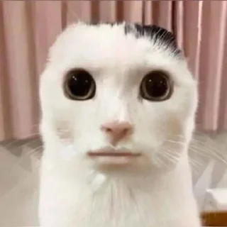 Telegram sticker 🗿 Dol_dol