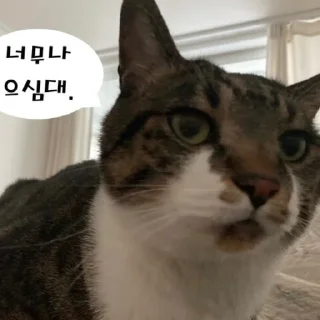 Video sticker 🤨 Dol_dol