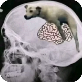 Video sticker 🐶 Эщкере стикеры дяди Форда