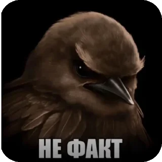 Telegram sticker 🐦 Эщкере стикеры дяди Форда