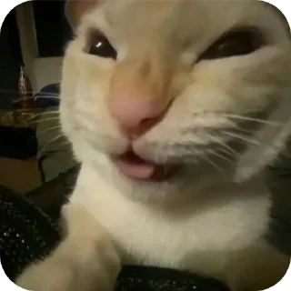 Telegram sticker 🐱 Ыыхавхв