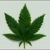 Video sticker 🤩 @Marijuana_Coce ¹...