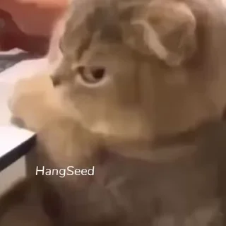 Video sticker 😐 ملصقات اعجبتني