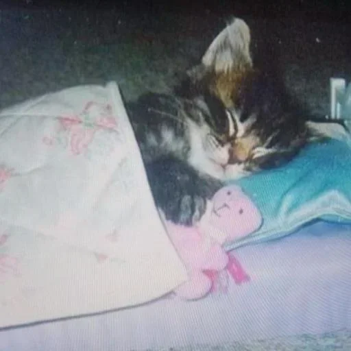 Телеграм стикер 😴 @z_zzx0 مالات رابركم بس الجزء الثاني هه