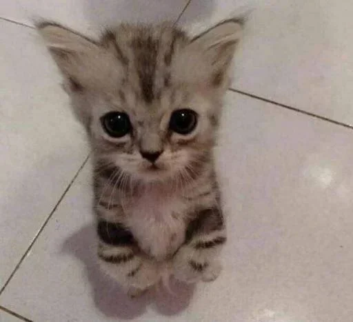 Телеграм стикер 😞 @z_zzx0 مالات رابركم بس الجزء الثاني هه