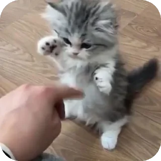 Video sticker 🐱 @z_zzx0 مالات رابركم بس الجزء الثاني هه