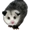 Sticker 🫥 Opossums by @sweetestmemor1es