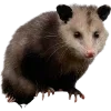 Sticker 🫥 Opossums by @sweetestmemor1es