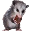 Sticker 🫥 Opossums by @sweetestmemor1es