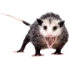 Sticker 🫥 Opossums by @sweet...