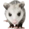 Sticker 🫥 Opossums by @sweetestmemor1es