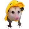 Sticker 🫥 Opossums by @sweetestmemor1es