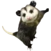 Sticker 🫥 Opossums by @sweetestmemor1es