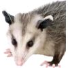 Sticker 🫥 Opossums by @sweetestmemor1es