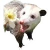 Sticker 🫥 Opossums by @sweetestmemor1es