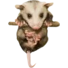 Video sticker 🫥 Opossums by @sweet...