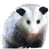 Video sticker 🫥 Opossums by @sweet...