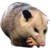 Video sticker 🫥 Opossums by @sweet...