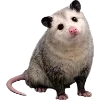 Video sticker 🫥 Opossums by @sweet...