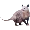 Sticker 🫥 Opossums by @sweetestmemor1es