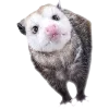 Sticker 🫥 Opossums by @sweetestmemor1es