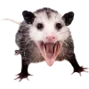 Sticker 🫥 Opossums by @sweetestmemor1es