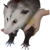 Sticker 🫥 Opossums by @sweetestmemor1es
