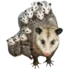 Video sticker 🫥 Opossums by @sweet...