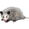 Video sticker 🫥 Opossums by @sweet...