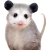 Sticker 🫥 Opossums by @sweetestmemor1es
