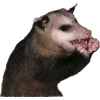 Sticker 🫥 Opossums by @sweetestmemor1es