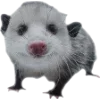 Sticker 🫥 Opossums by @sweetestmemor1es