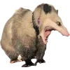 Video sticker 🫥 Opossums by @sweet...