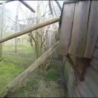 Video sticker 😛 🐒yungmonkeybabki 2024 :: @fStikBot