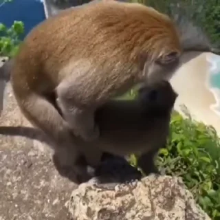 Video sticker 😳 🐒yungmonkeybabki 2024 :: @fStikBot