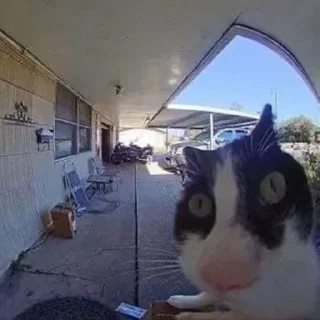 Telegram sticker 🌟 сырок дружба хуй один два три 🤕 :: @fStikBot