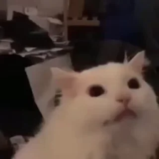 Телеграм стикер 🥺 Memes 1 @SvSticker