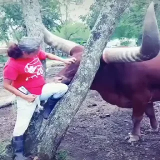 Телеграм стикер 🐂 Memes 1 @SvSticker