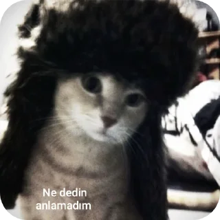 Telegram sticker 🐱 ZANGETSU⚡