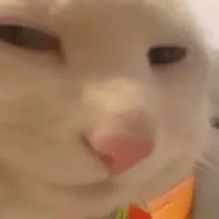 Telegram sticker 🥰 橙子出海-供需资源群 @c65588 :: @czEmojiBot