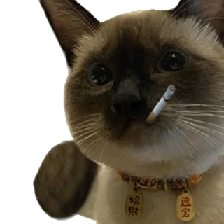 Video sticker 🐳 橙子出海-供需资源群 @c65588 :: @czEmojiBot