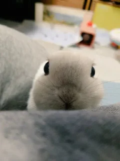 Telegram stiker 😶‍🌫️ Anya's funnies bunnies