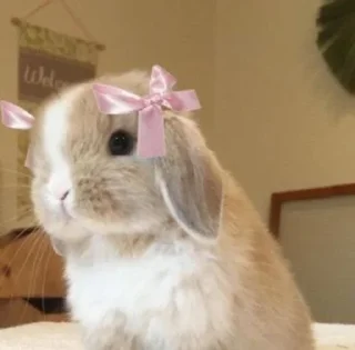 Telegram stiker 🎀 Anya's funnies bunnies