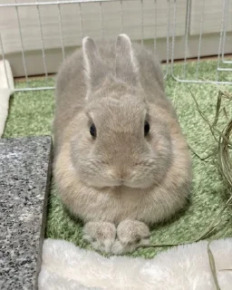 Telegram stiker 🙂 Anya's funnies bunnies