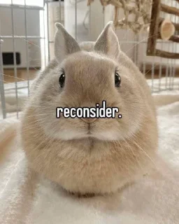 Video sticker 😶 Anya's funnies bunnies