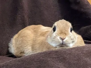 Telegram stiker 💀 Anya's funnies bunnies